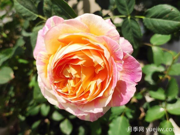 莫奈月季的優(yōu)缺點(diǎn)是什么？(圖1)