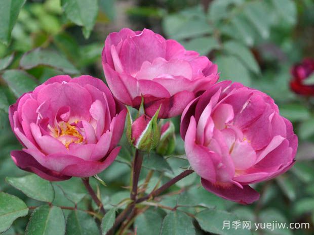 朦朧月光月季的優(yōu)缺點(diǎn)是什么？(圖1)