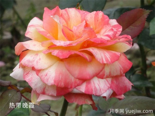 熱帶晚霞月季的優(yōu)缺點是什么？(圖1)