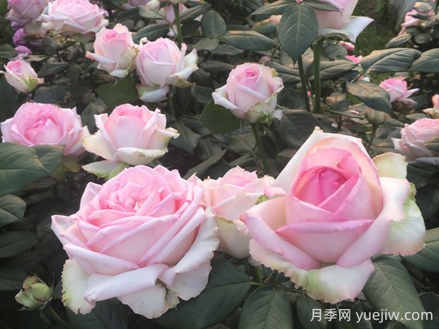 樂天派月季優(yōu)缺點(diǎn)有哪些？(圖1)