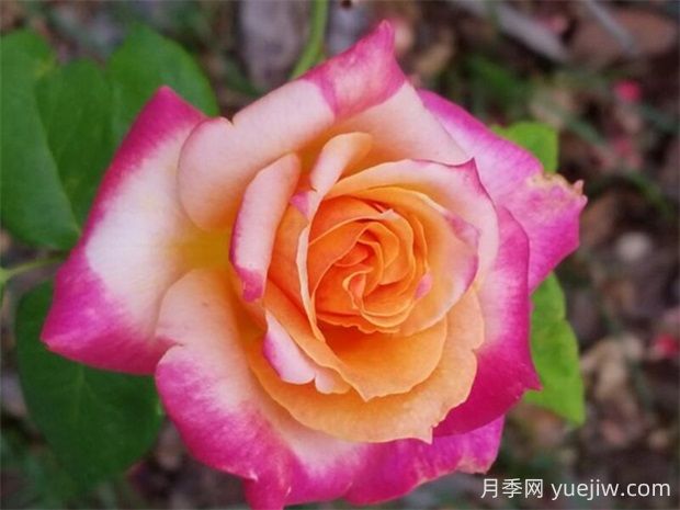 百老匯月季的優(yōu)缺點是什么？(圖1)