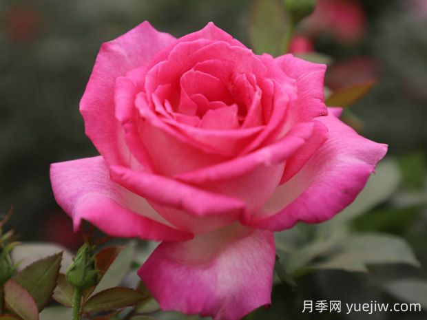 甜蜜的夢(mèng)月季的優(yōu)缺點(diǎn)是什么？(圖1)