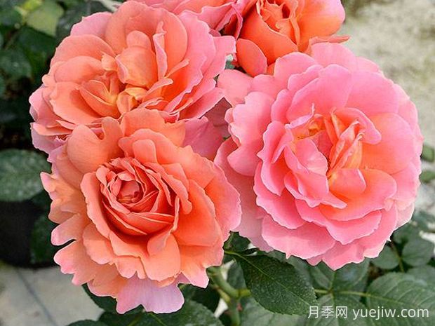 茜月季的優(yōu)缺點(diǎn)是什么？(圖1)