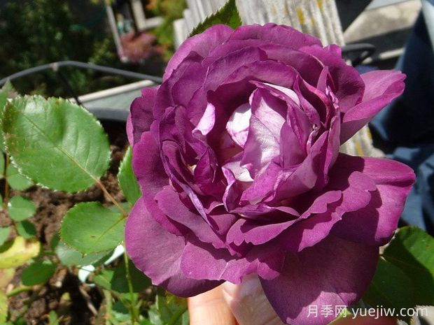哈德斯菲爾德合唱團月季的優(yōu)缺點是什么？(圖1)
