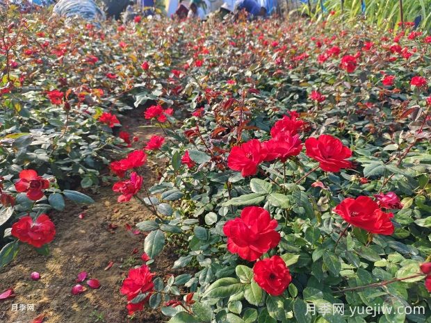 北京紅月季的優(yōu)缺點(diǎn)是什么？(圖2)