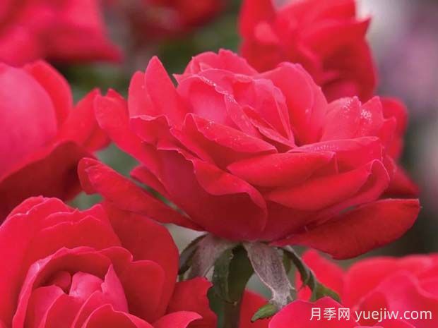 紅色絕代佳人月季的優(yōu)缺點是什么？(圖1)