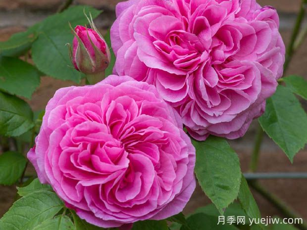 格特魯?shù)陆芑鶢栐录镜膬?yōu)缺點是什么？(圖1)