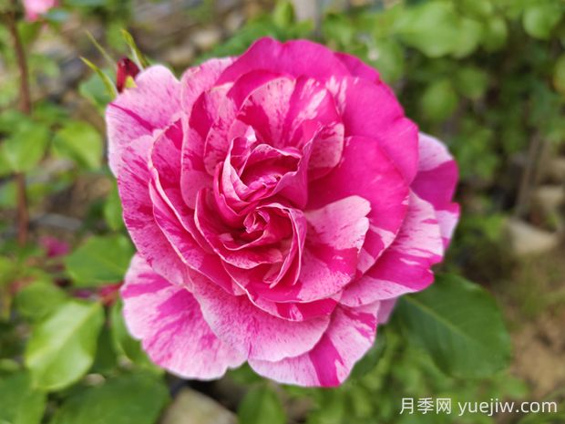 依蕾莎絲特月季的優(yōu)缺點是什么？(圖1)