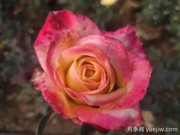 哈雷彗星月季的優(yōu)缺點(diǎn)是什么？(圖1)