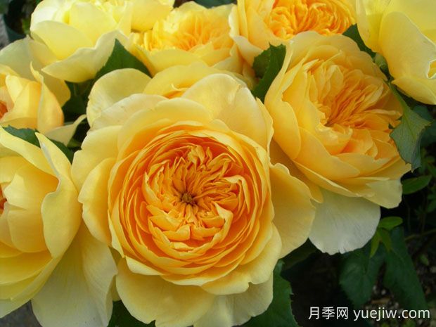 圣女貞德月季的優(yōu)缺點(diǎn)是什么？(圖1)