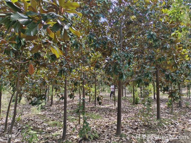 廣玉蘭越長越禿頂，問題究竟出在哪兒？(圖1)