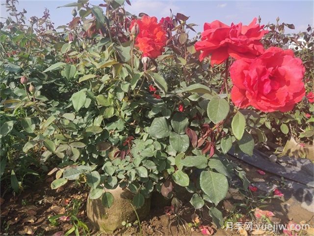 夏天月季總是黃葉？5大原因和補救措施(圖3)