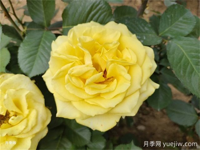 一年生、二年生，多年生園林花卉的使用和區(qū)別(圖1)