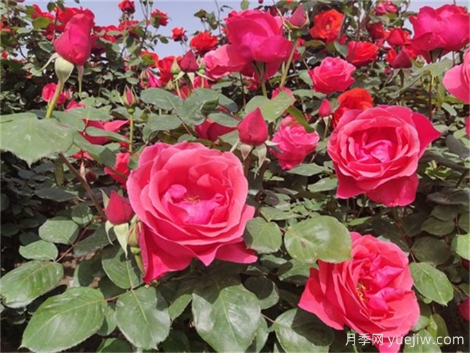 烈日炎炎，如何讓植物安然度夏(圖1)