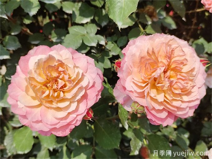 夏天月季紅蜘蛛太猖狂，怎么防治有效？(圖1)