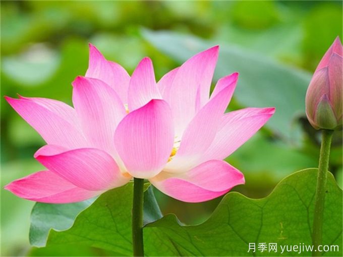 詩經(jīng)里那些美了千年的植物，你都見過嗎？(圖2)
