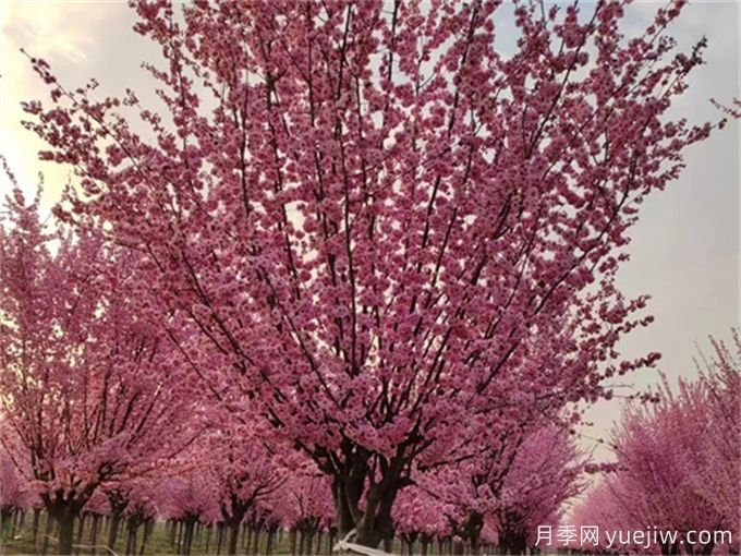 詩經(jīng)里那些美了千年的植物，你都見過嗎？(圖1)