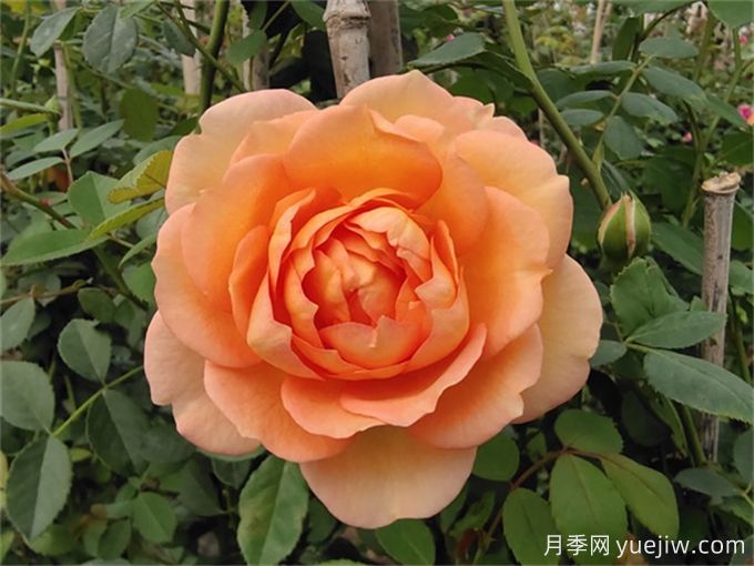 夏洛特夫人月季，花色美花期長(zhǎng)打造爆花花墻(圖1)