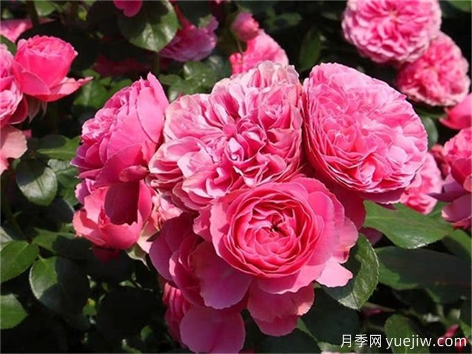 粉色達(dá)芬奇月季，花色迷人，耐熱耐寒(圖1)