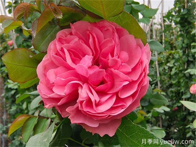 粉色達(dá)芬奇月季，花色迷人，耐熱耐寒(圖2)