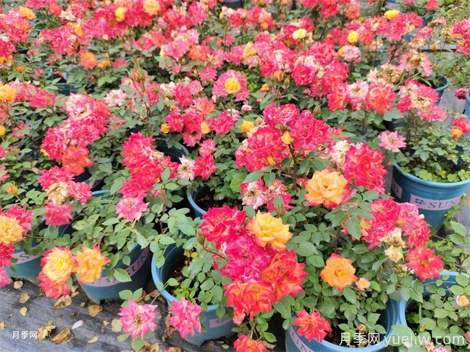 ?三角梅換成了月季花，原來(lái)養(yǎng)殖差距這么大(圖2)