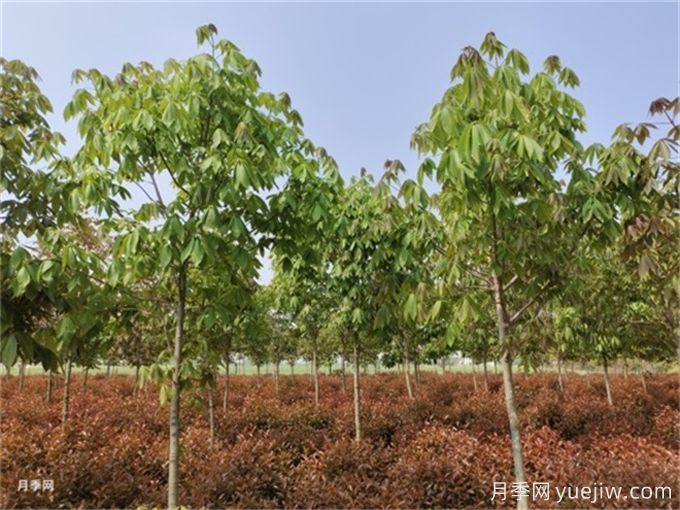 為什么樹木移植時都把向陽的枝給砍了？(圖1)