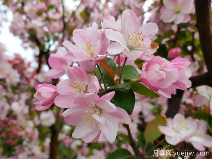 種植和養(yǎng)護(hù)海棠需要注意哪些問題？(圖1)