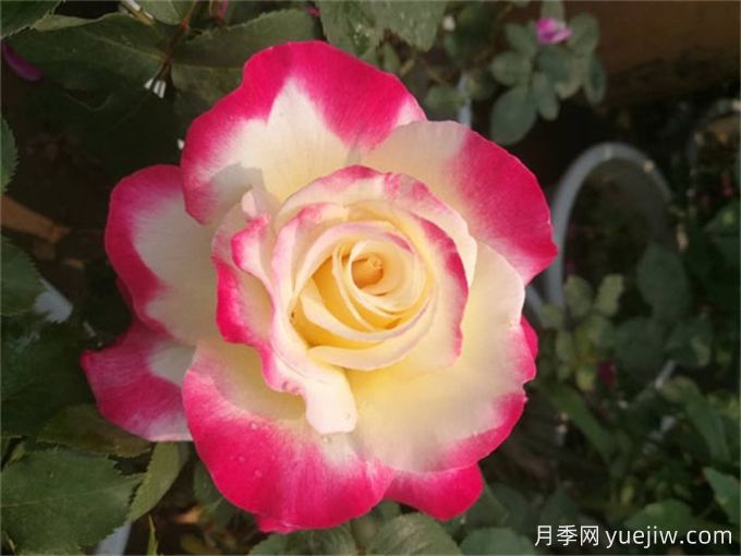 超級香的月季品種分享，花開滿院香(圖2)