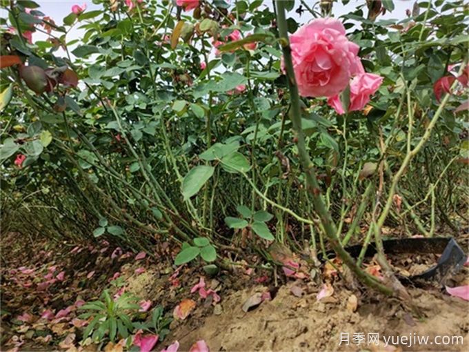 如何通過(guò)檢查根系顏色確定植物長(zhǎng)勢(shì)？(圖1)