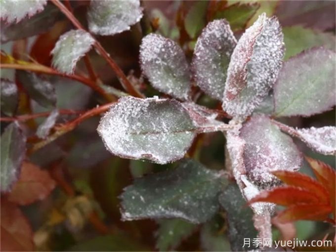 月季花白粉病怎樣產(chǎn)生的？如何防治白粉病(圖2)