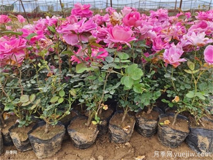 植物花卉的繁殖有幾種方式？家庭養(yǎng)花該如何選擇？(圖1)
