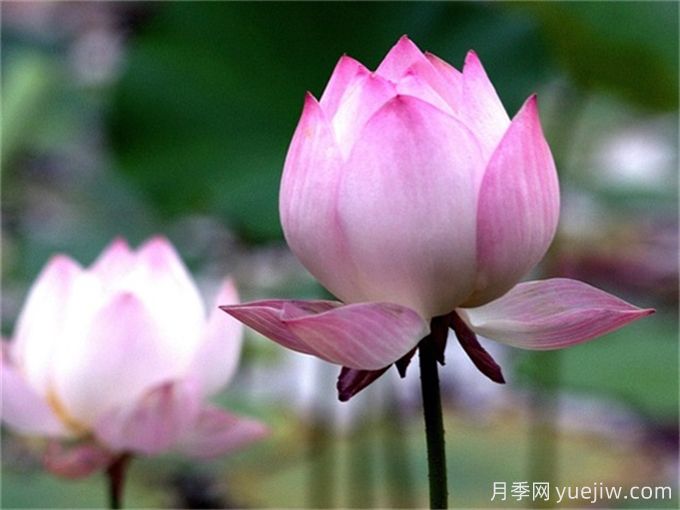 夏季有哪些可以種的水生植物？(圖1)