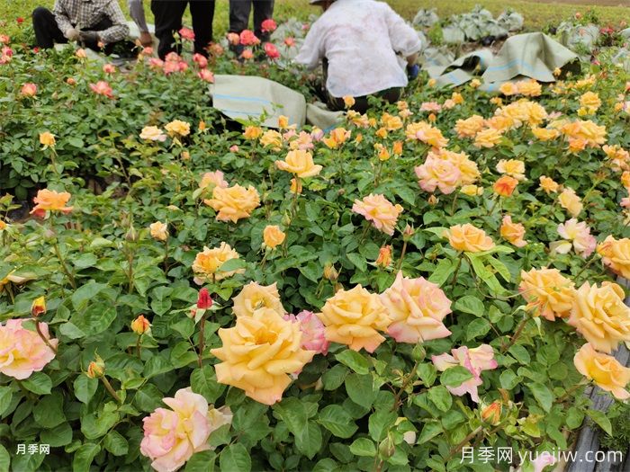 如何搭配花卉和地被植物來(lái)營(yíng)造豐富的景觀效果？(圖1)