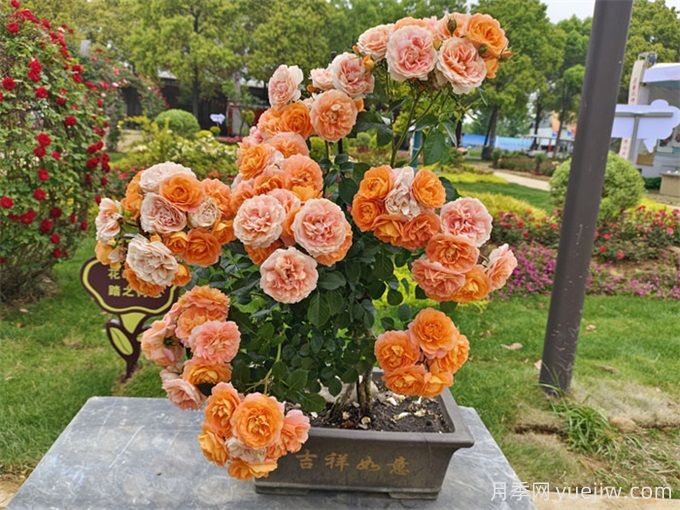 陽臺養(yǎng)果汁陽臺月季辦法，分享種植心得(圖3)