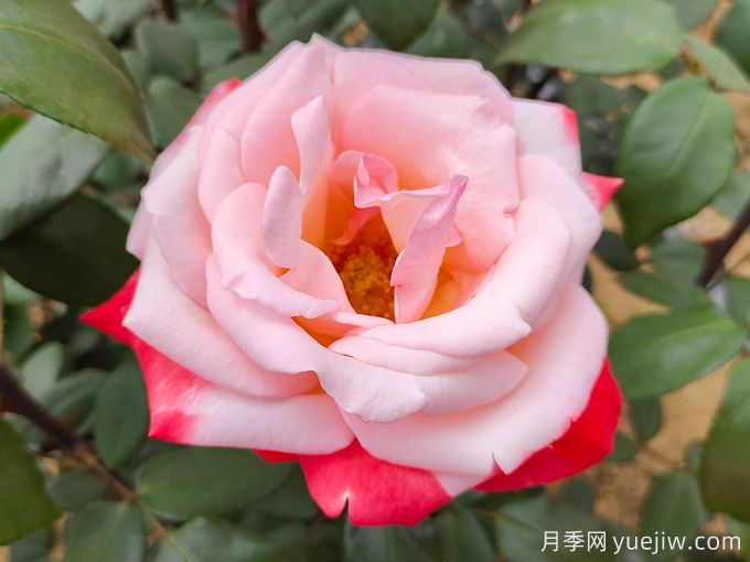 推薦10款變色月季品種，顏色多變，好看又好養(yǎng)(圖2)