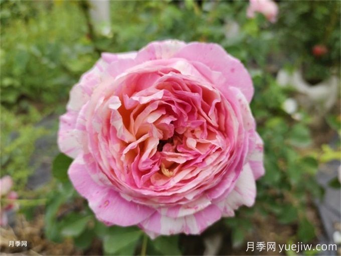 推薦10款變色月季品種，顏色多變，好看又好養(yǎng)(圖8)