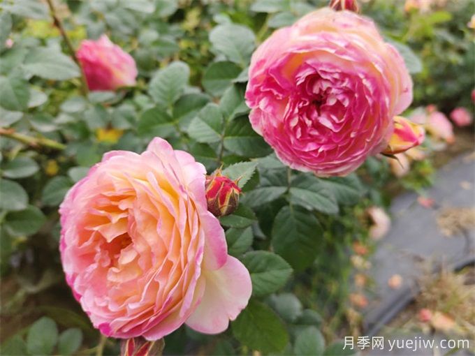 推薦10款變色月季品種，顏色多變，好看又好養(yǎng)(圖9)