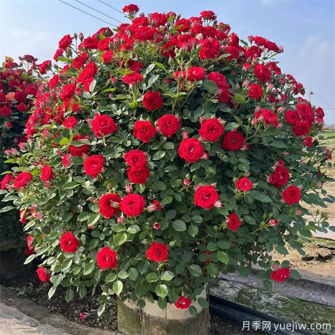 月季(玫瑰)的花季分類，造型月季花球花柱拱門展示(圖3)