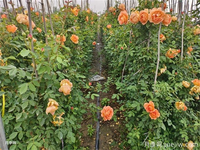 北方不同園林植物，秋季修剪時的修剪方法有什么不同？(圖2)