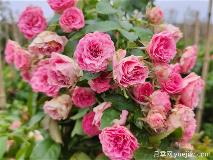胭脂扣月季，爆花月季花里的天花板(圖2)