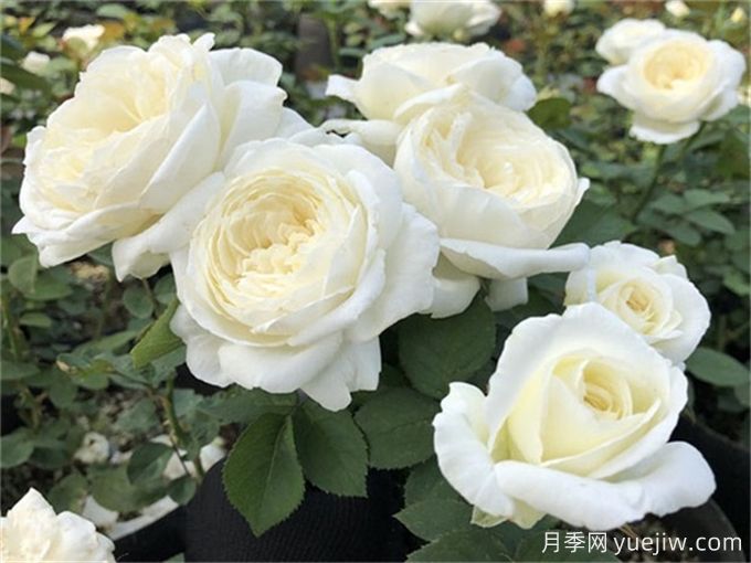 盤點(diǎn)10款白色系月季，不容錯(cuò)過的經(jīng)典(圖1)