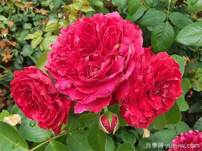 100個(gè)月季品種匯總，朋友你了解幾個(gè)？(圖2)