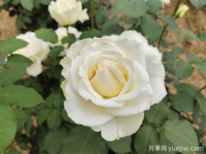 100個(gè)月季品種匯總，朋友你了解幾個(gè)？(圖3)