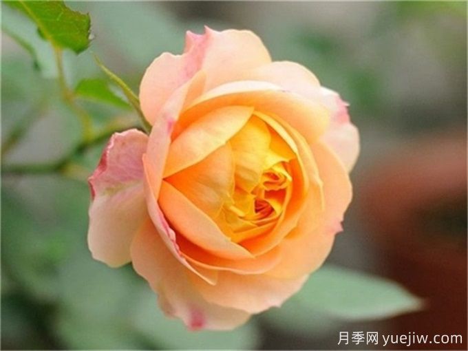 100個(gè)月季品種匯總，朋友你了解幾個(gè)？(圖5)