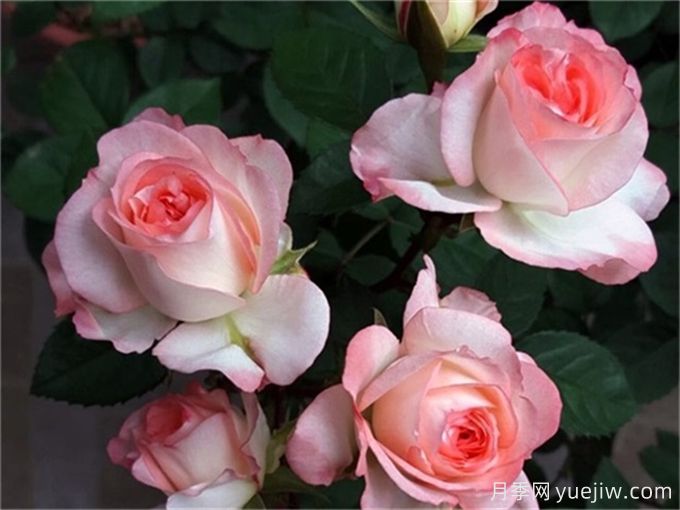 100個(gè)月季品種匯總，朋友你了解幾個(gè)？(圖6)
