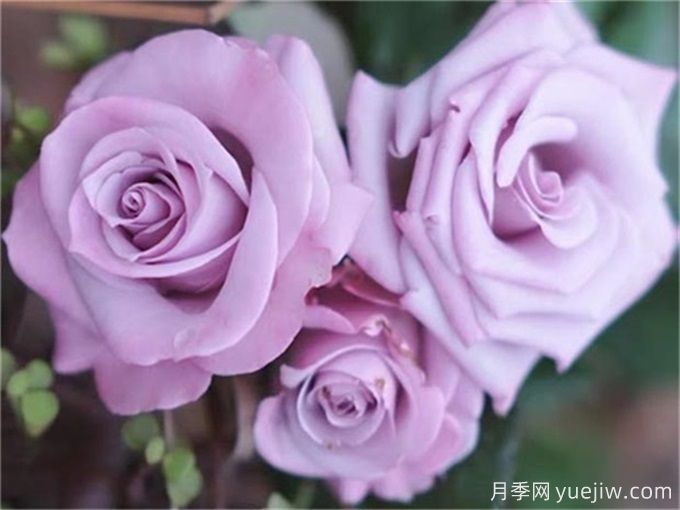 100個(gè)月季品種匯總，朋友你了解幾個(gè)？(圖7)