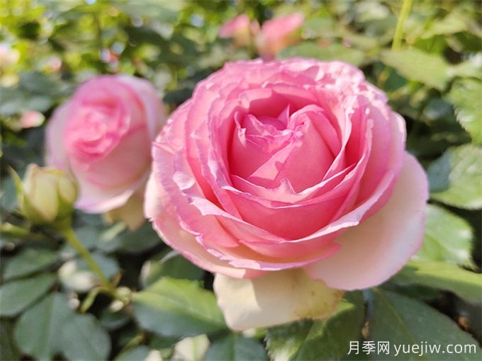 100個(gè)月季品種匯總，朋友你了解幾個(gè)？(圖12)