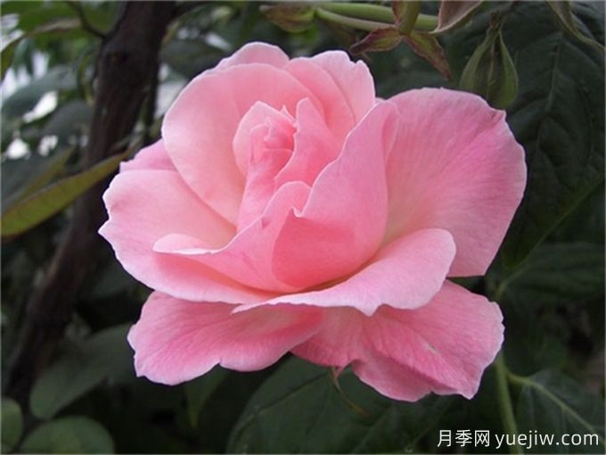 10種以人物命名的月季，每一種都能驚艷到你(圖7)