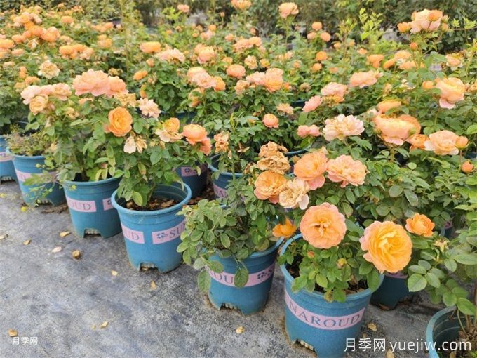 微型月季花（鉆石月季）怎么養(yǎng)？(圖2)