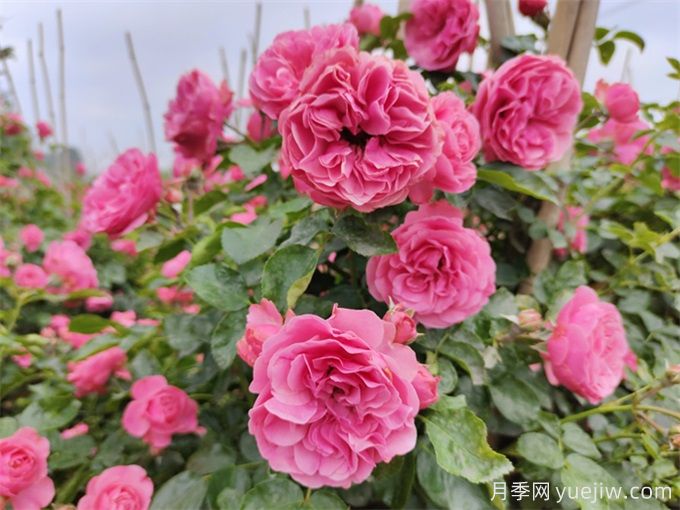 粉色達(dá)芬奇月季，粉嫩少女心的灌木月季(圖1)
